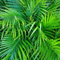 Divine Plants Online image 12